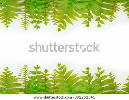 A top and bottom border of two varieties of green garden ferns on a white background for Earth Day on April 22. Concept of conservation and ecology. Horizontal image with Copy space.