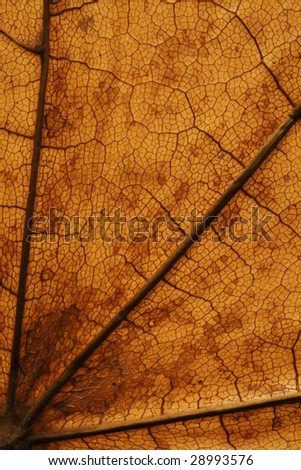 abstract natural pattern of a dried maple leaf