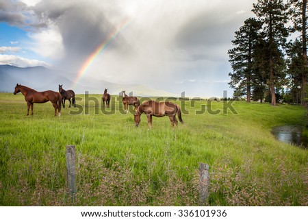 Horses graze beneath a rainbow after a storm.