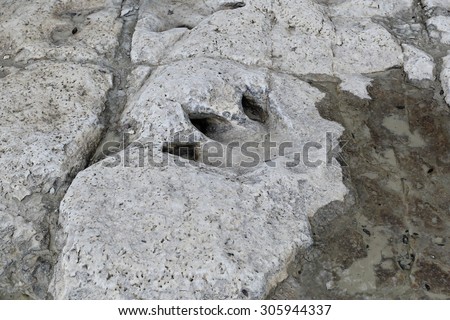 Dinosaur Fossil Track at the Dinosaur Valley State Park in Glen Rose Texas