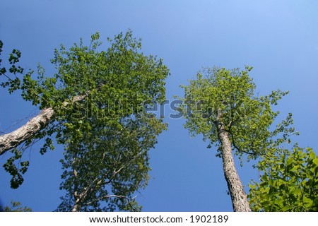 Tall trees against deep blue sky.  Shot in the Upper Peninsula of Michigan. Room for copy.