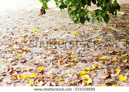 Colorful leaves and flower on wet  sand on beach in the morning:Close up and select focus.