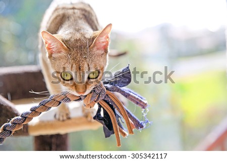 Singapura cat playing with a toy