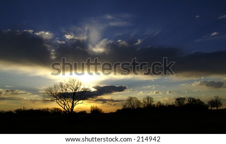 Tree Silhouetted Against the Dawn (Landscape Orientation)