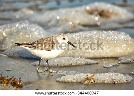 Sanderling Sea Bird