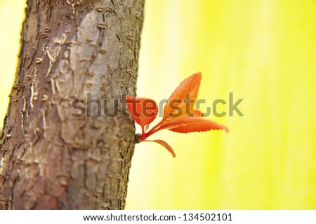 the new leaf on tree trunk