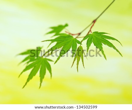 The close-up of maple leaves