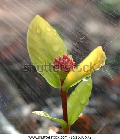 Seedling bud in the rain