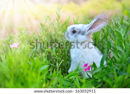 Rabbit. Cute Little Easter Bunny In The Meadow. Spring Flowers And Green Grass. Sunbeams