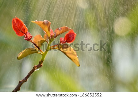 bougainvillea flower in the rain