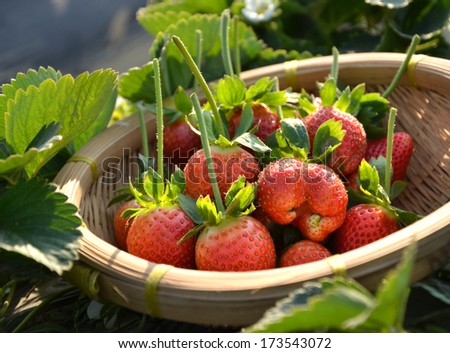Strawberry field and freshly picked strawberries in the basket