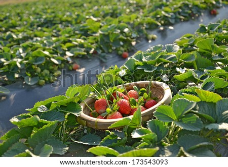 Strawberry field and freshly picked strawberries in the basket