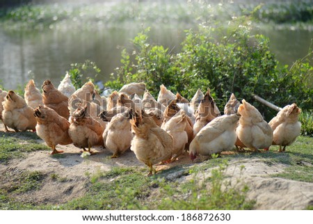 Outdoor farm hens