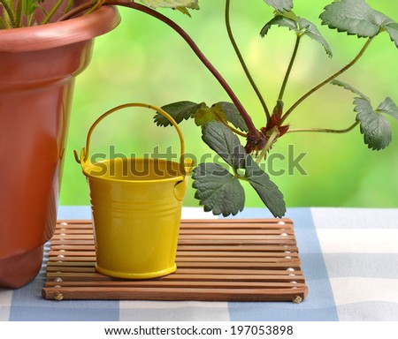 Potted plants and iron bucket in the garden