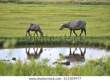 Domestic Asian water buffalo on a pasture in the southeastern China.