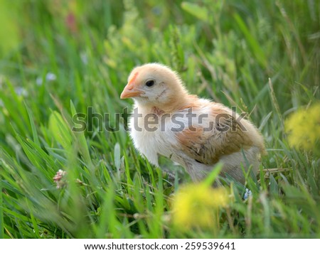 Little cute chicken on green grass, outdoors
