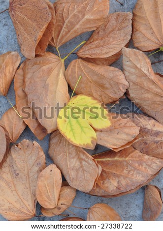 Green leaves and a pile of leaves