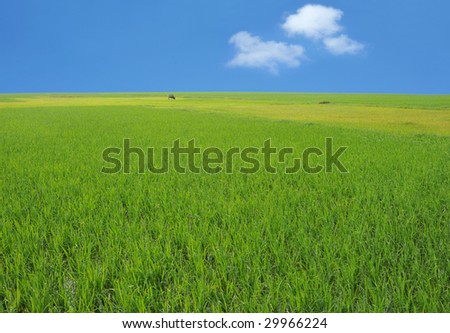 lawn and sky