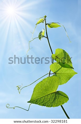 Under the blue sky grows plant