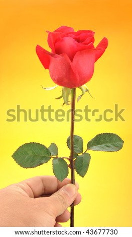 Hand holding a rose given to