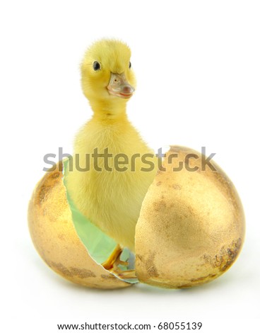 newborn duckling