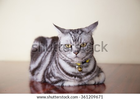 american short hair cat crouch on wood floor in bad feeling