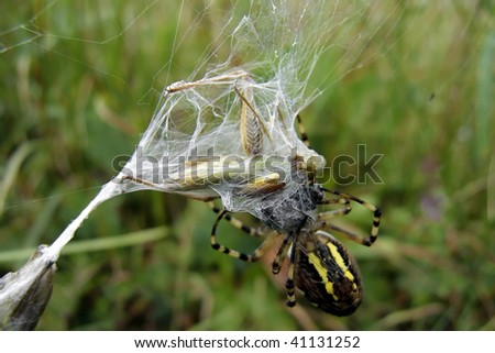 Wesp Spider (Argiope bruennichi) wrap up a grasshopper