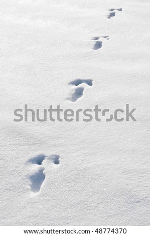 a track from a rabbit in the snow