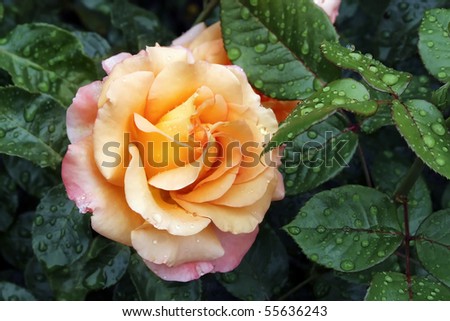 an apricot-colored rose. leaves beside. water drops on the leaves