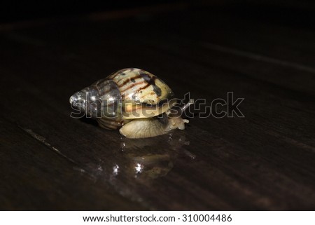 snail move on wet table at night time