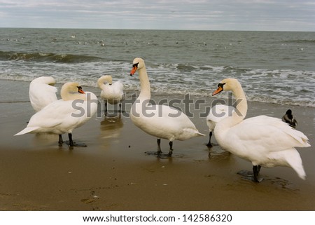 Bird family. in the winter scenery on the beach in Gdansk, Poland. Europe, the Baltic Sea coast.