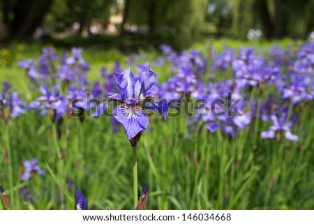 Detail of an iris flower with crowd flower fields.