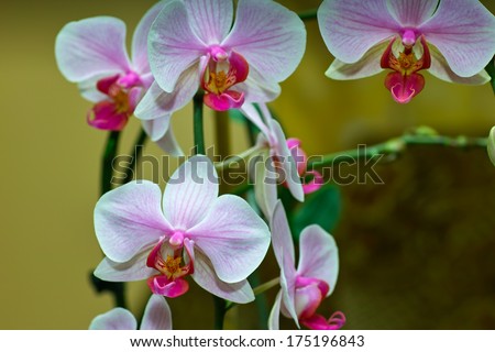 Orchidaceae. Orchid family, is the largest family of the flowering plants (Angiospermae). Its name is derived from the genus Orchis.