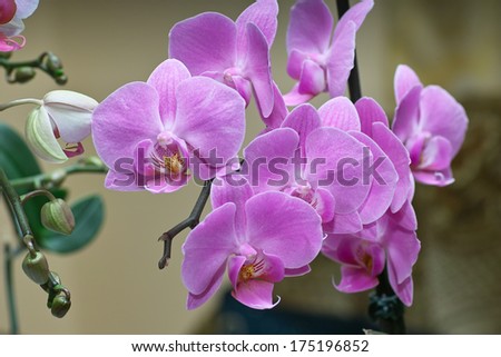 Orchidaceae. Orchid family, is the largest family of the flowering plants (Angiospermae). Its name is derived from the genus Orchis.