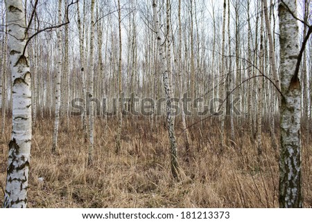 Birch forest. Walk in March morning after Rudow district of Berlin.