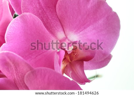 Orchid family, is the largest family of the flowering plants (Angiospermae). Its name is derived from the genus Orchis.