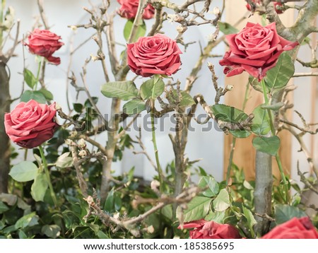 A rose is a perennial flower shrub or vine of the genus Rosa, within the family Rosaceae.