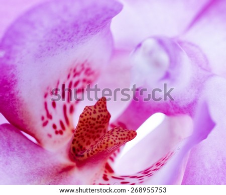 Orchid family, is the largest family of the flowering plants (Angiospermae). Its name is derived from the genus Orchis.