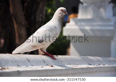 white pigeon on white wall