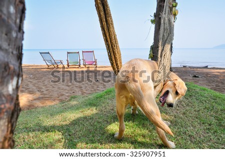 dog relaxing on a  hammock on the beach,select focus