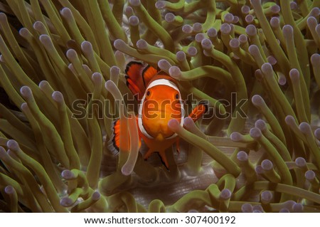 An individual false clownfish {Amphiprion ocellaris} in {Heteractis magnifica} magnificent sea anemone, in the Philippines. Sarah\'s Place, Dauin, April