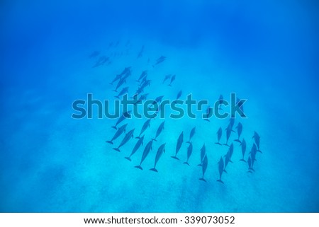 A pod of spinner dolphins {Stenella longirostris} in the Fury Shoals. Access to these areas is restricted, and the boat drivers are highly skilled in order to cause minimum disturbance to the dolphins