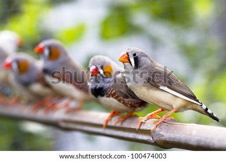 Bengali Birds