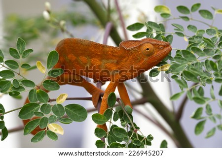 Chameleon of Reunion island, in natural environment