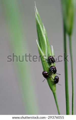 Four black lady-bird on green and white leave