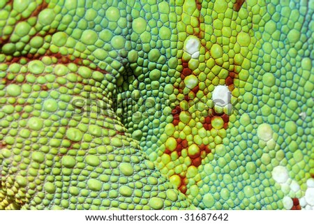 Chameleon skin close up