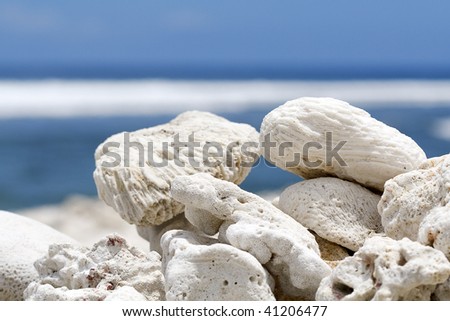 White coral on sunny beach in indian summer