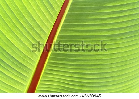 Specific banana tree leaf close-up