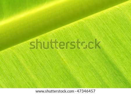 Banana tree leaf close-up