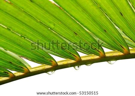 Drops on single plam tree leaf on white background